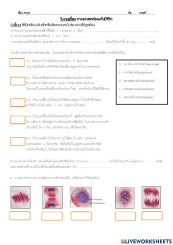 การแบ่งเซลล์ของสิ่งมีชีวิต