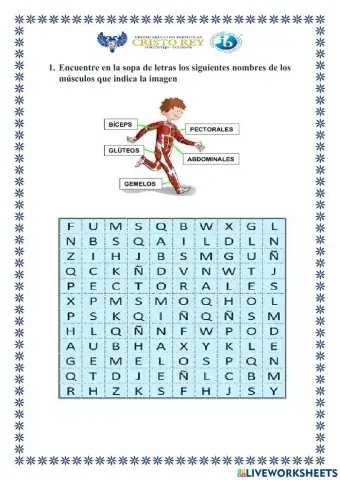 Sopa de letra sobre los músculos