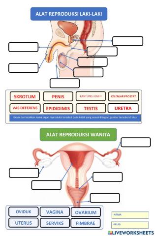 Alat Reproduksi Manusia