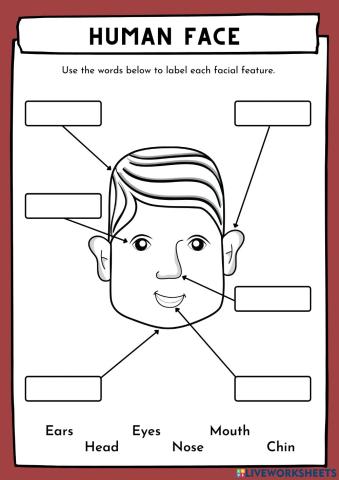 Human Facial Features Worksheet