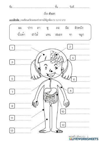 ร่างกายของฉัน