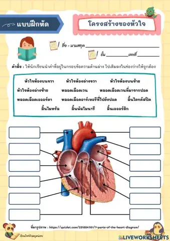 โครงสร้างของหัวใจ