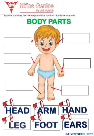 Body parts