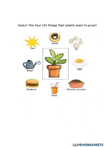 Things a plant needs to grow