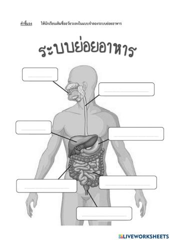 ระบบย่อยอาหาร