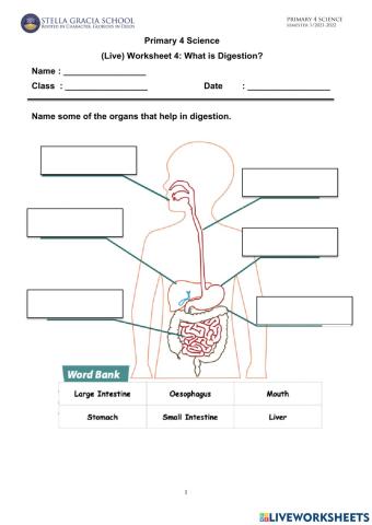 Human digestion