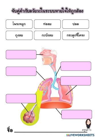 จับคู่ระบบหายใจ