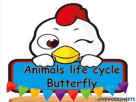 Lifecycle of butterfly