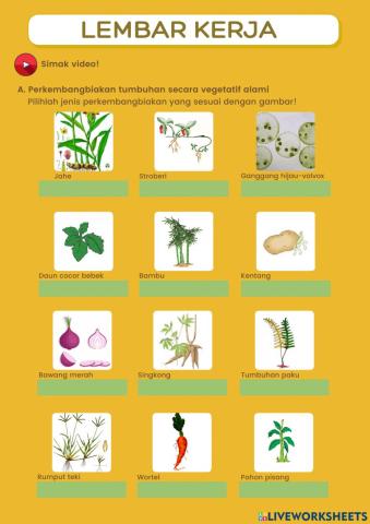 Perkembangbiakan tumbuhan secara vegetatif
