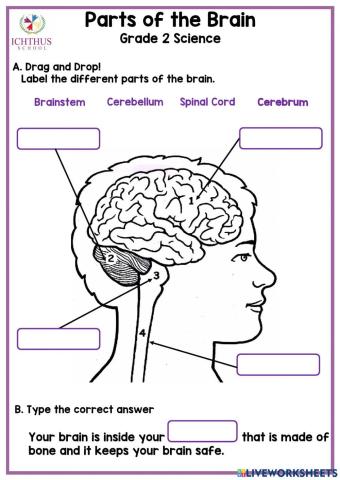 Human Brain