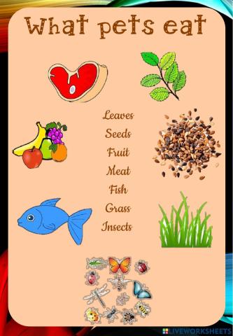 What pets eat