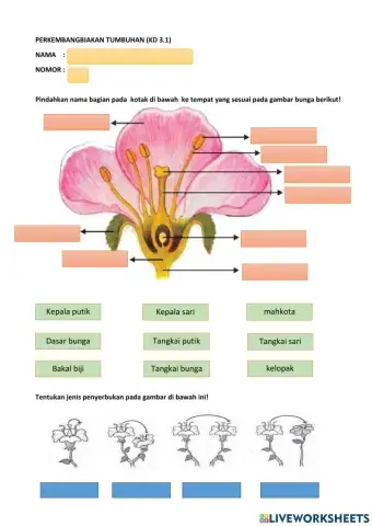 Perkembangbiakan tumbuhan