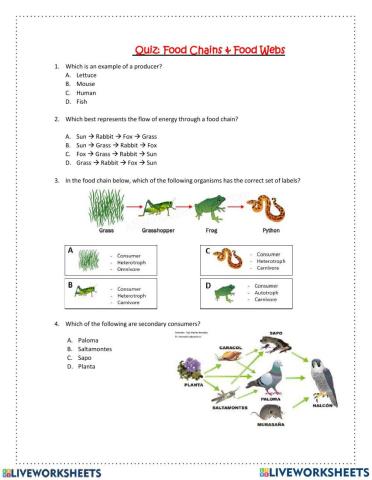 Quiz food chains and food webs