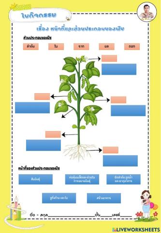 Functions and components of plants