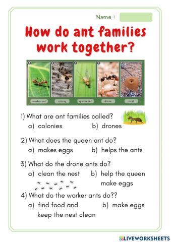 How do ant families work together?