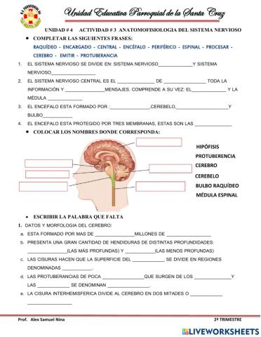 Sistema nervioso central