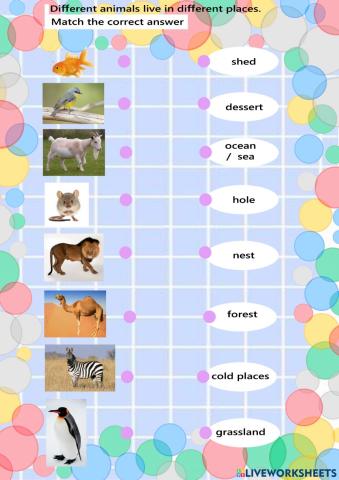 Lesson 12: Land Animals