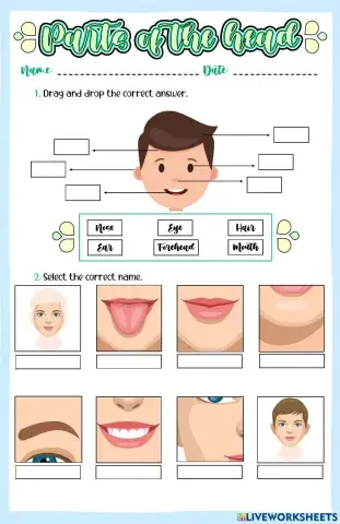 The parts of the head