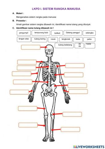 Sistem gerak manusia
