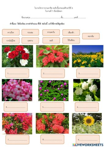 งานเกษตร ไม้ดอก