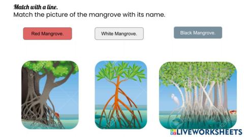 Types of mangrove