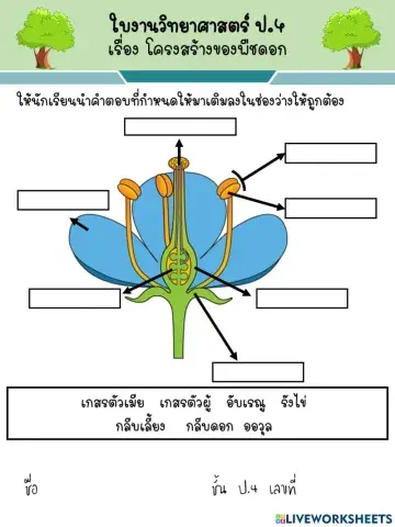 โครงสร้างของพืชดอก