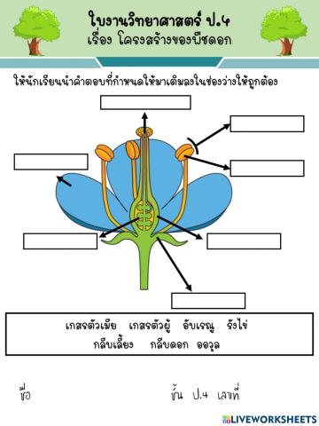 โครงสร้างของพืชดอก