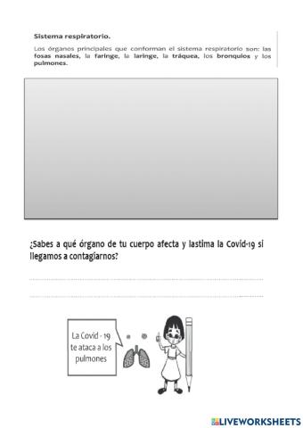 Sistema Respiratorio