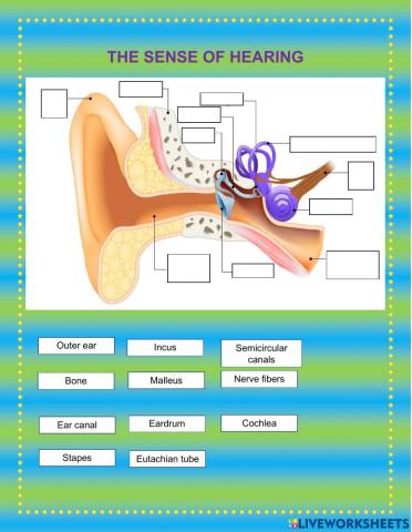 The hearing senses