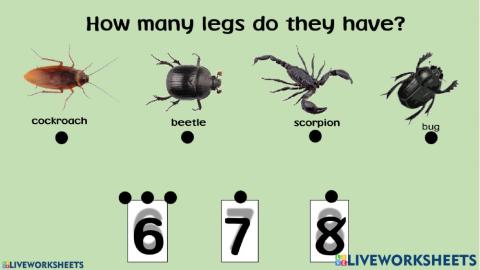 How many legs do they have?