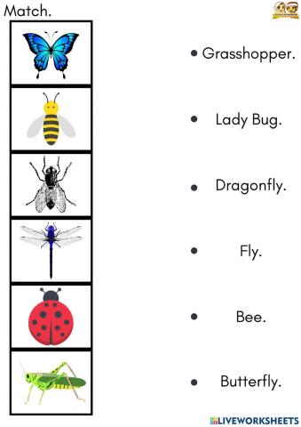 Insects