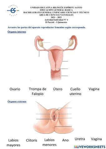 Aparato sexual femenino.