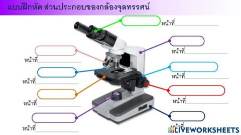 ใบงานกล้องจุลทรรศน์