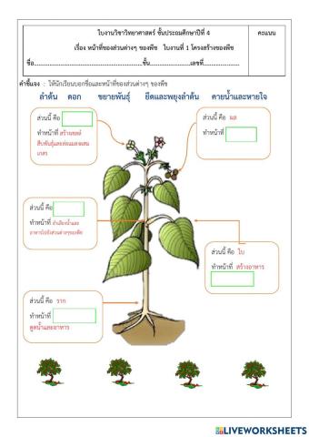 โครงสร้างของพืบ