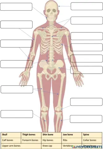 Skeletal System label-drag