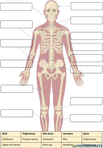Skeletal System label-drag