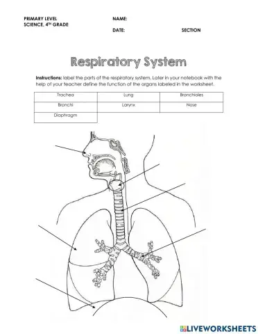 Respiratory system