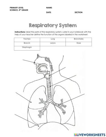 Respiratory system