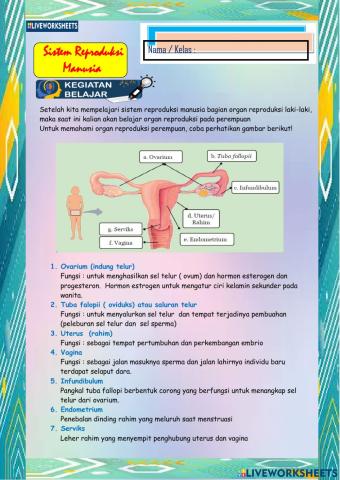 Sistem Reproduksi Manusia