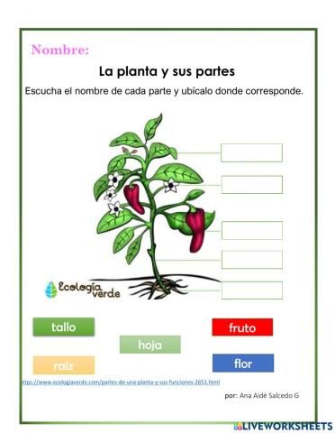 La planta y sus partes