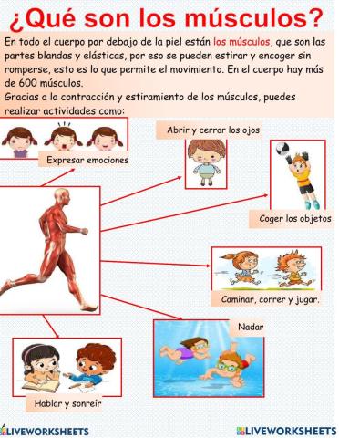 Músculos y Articulaciones