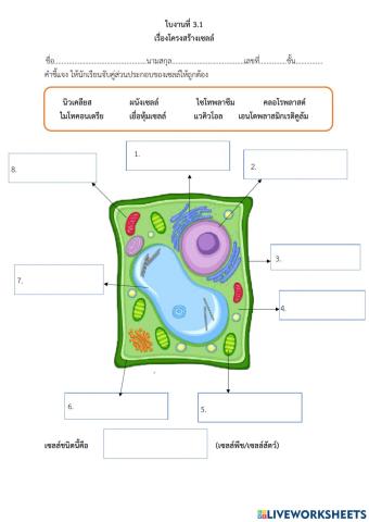 โครงสร้างเซลล์