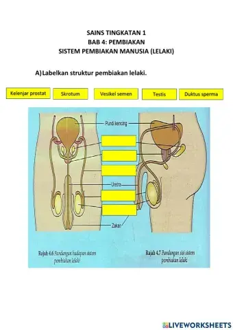 Sistem Pembiakan Lelaki