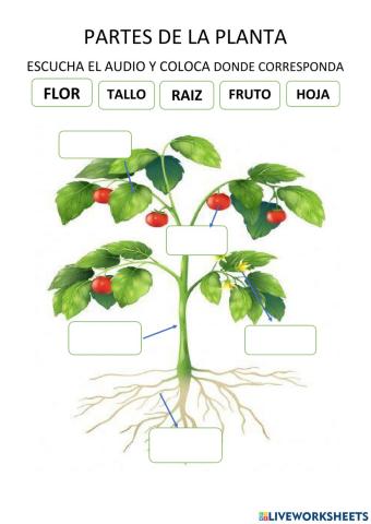Partes de una planta