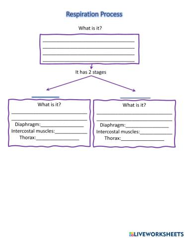 Respiration Process