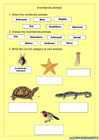 Animal classification