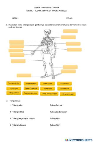 Sistem gerak manusia