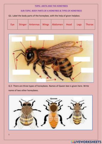 Anita and the honeybees