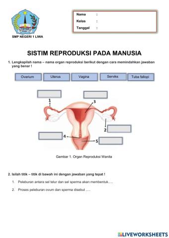 Sistim reproduksi pada manusia