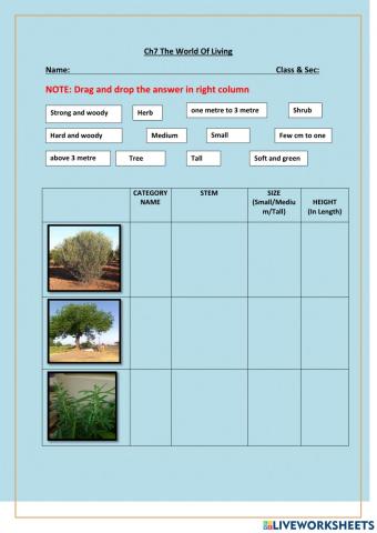 Herb, shrub and Trees worksheet